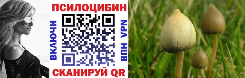 Псилоцибиновые грибы Psilocybe  Купить закладки  Ершов 